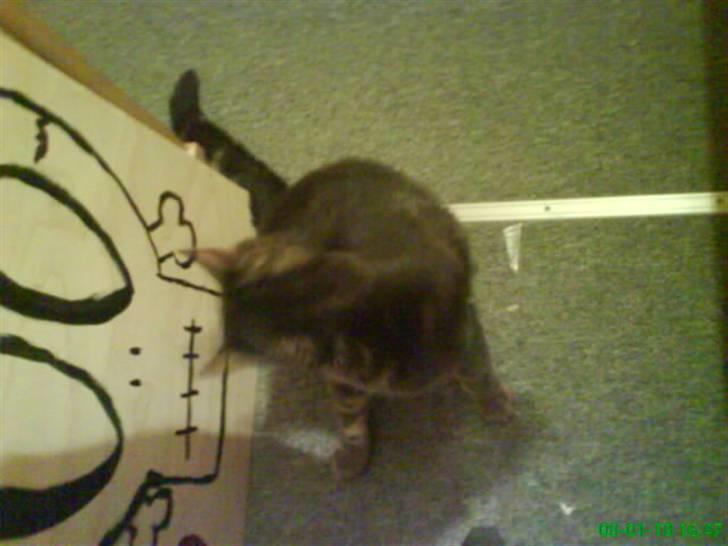 Blanding af racer Pjuske  - det klør:P billede 14