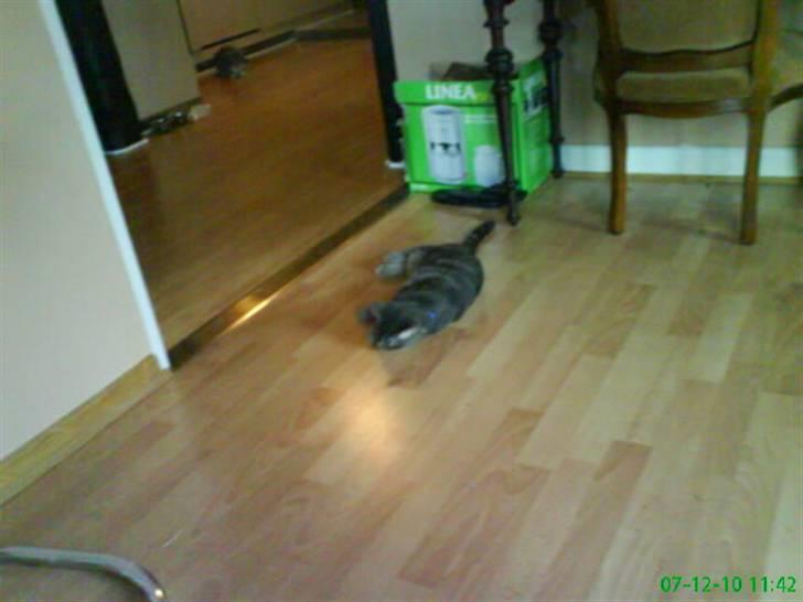 Blanding af racer Pjuske  - han tager sig lige en slapper billede 15