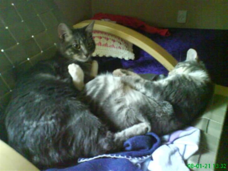 Blanding af racer Pjuske  - pjuske og hans søster piv skid. billede 16