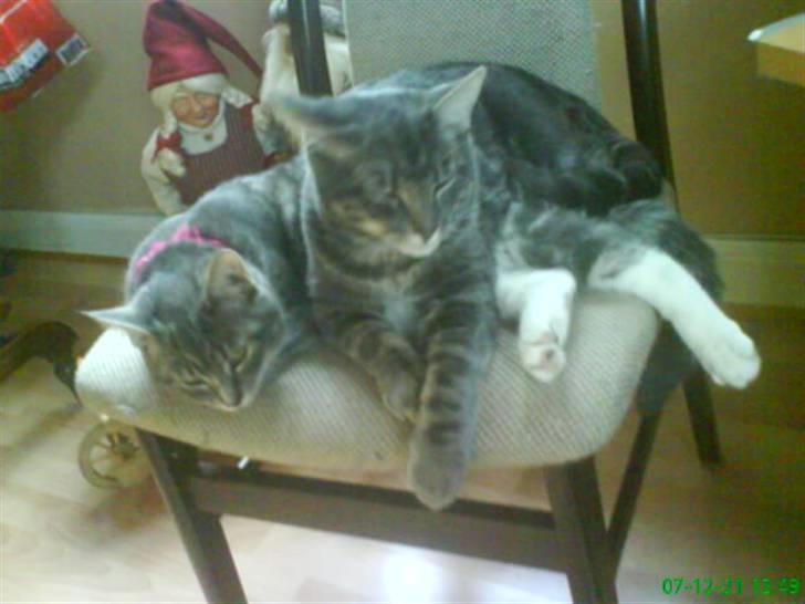 Blanding af racer Pjuske  - de er bare så søde. billede 17