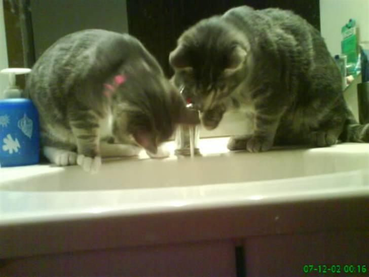 Blanding af racer Pjuske  - årh vand:) billede 18