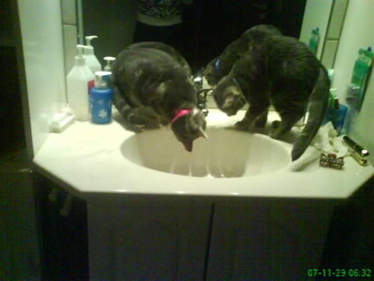 Blanding af racer Pjuske  - er de ikk søde? billede 19