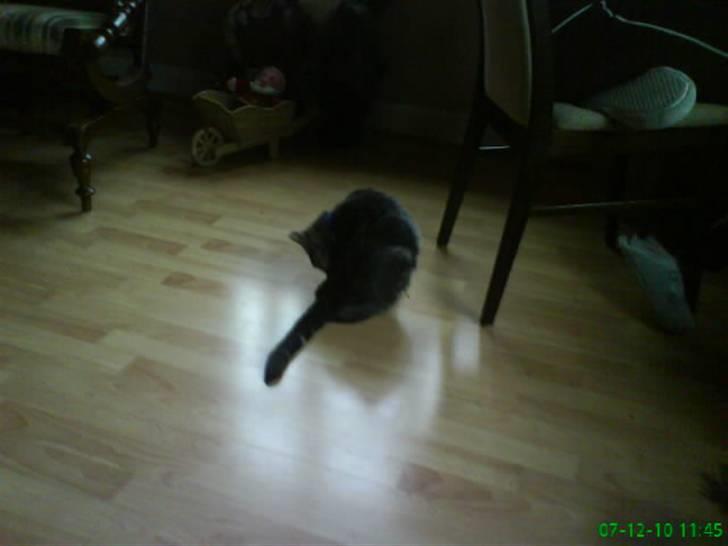 Blanding af racer Pjuske  - pjuske igen. billede 20