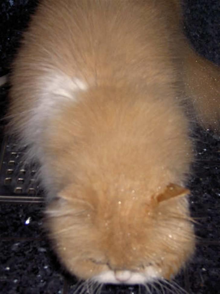 Perser Cæsar - Cærsar i bad billede 11