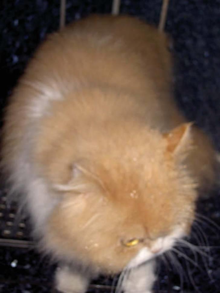 Perser Cæsar - Cærsar i bad igen billede 12