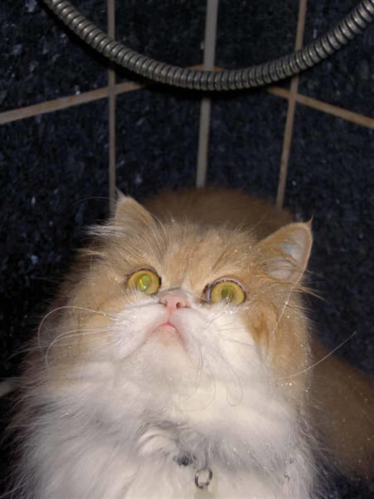 Perser Cæsar - Cærsar i bad igen igen billede 13