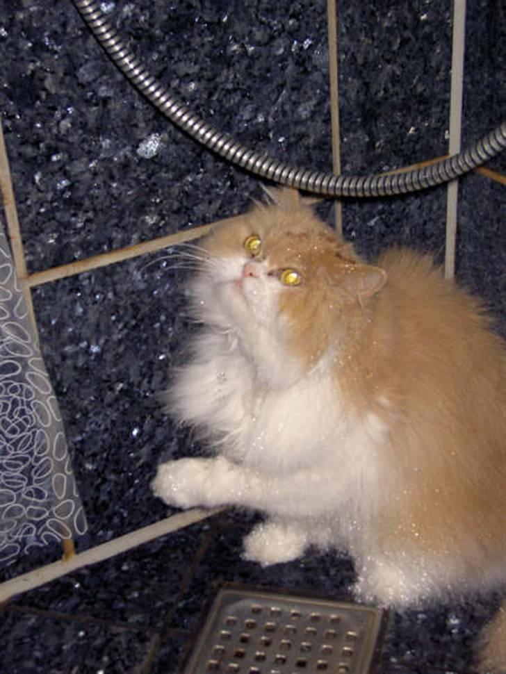 Perser Cæsar - Cærsar i bad igen igen igen hehe billede 14