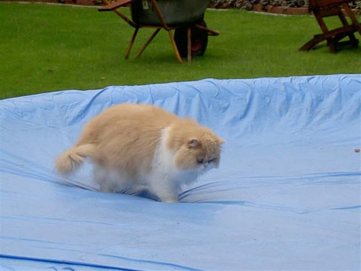 Perser Cæsar - Cærsar på vores pul billede 15