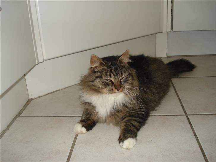 Norsk Skovkat marie's lion DØD 27/3 09* billede 19