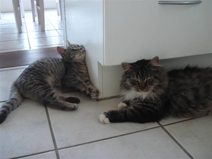 Norsk Skovkat marie's lion DØD 27/3 09* - Bøvsemissen og Lionmizzen ligger i køkkenet.. bøøv ser funny uud ! xD billede 20