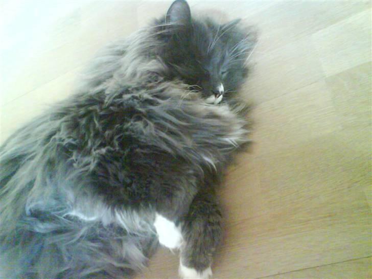 Norsk Skovkat Oluf - det er så et af de nye billeder billede 20