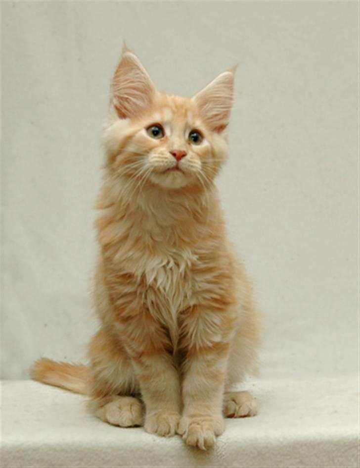 Maine Coon Zoomalude - Smukke Zooma, lige i humør til at blive knipset af sin opdrættermor billede 1