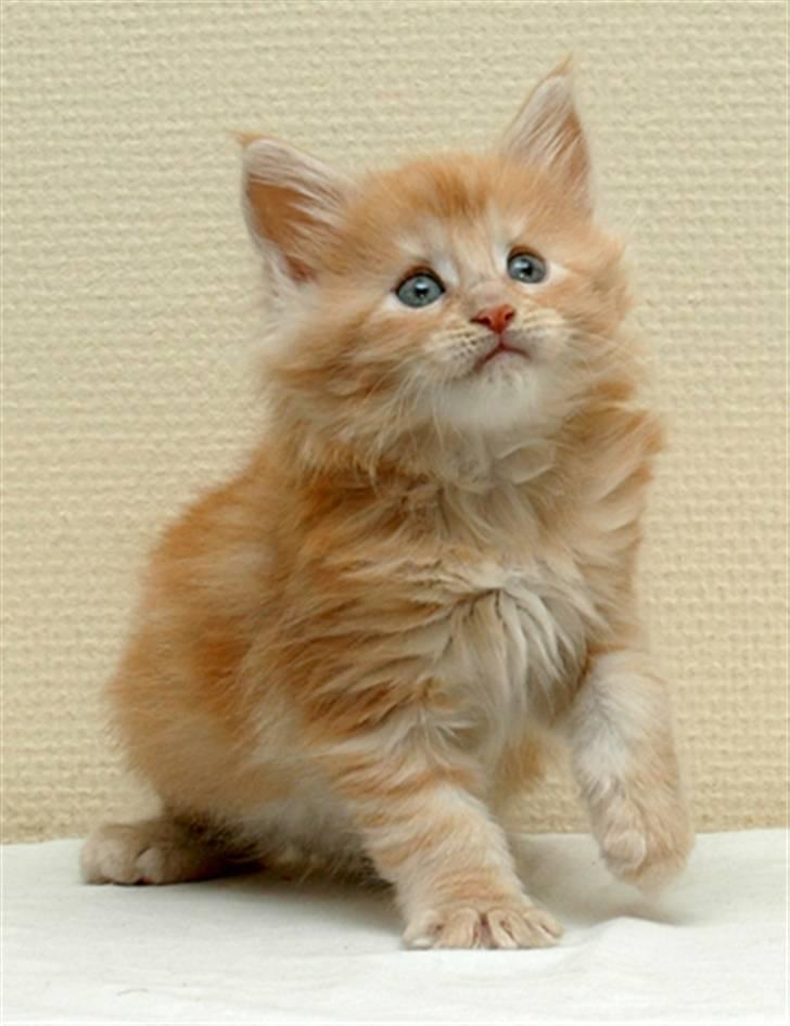 Maine Coon Zoomalude - Tutte nuttet Zooma billede 2