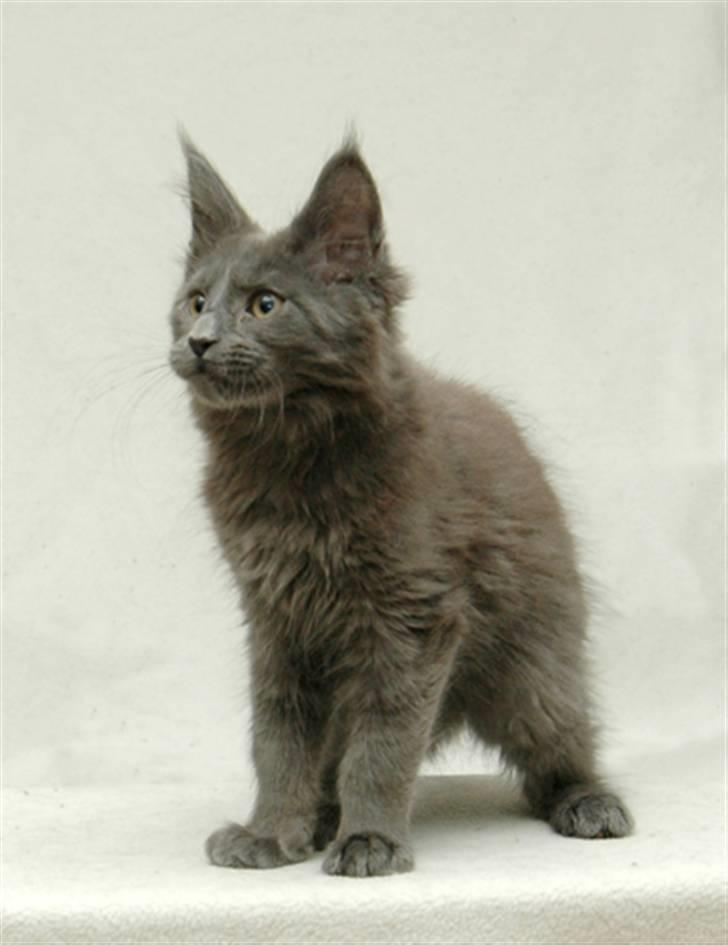 Maine Coon Samba Magic - samba hjemme hos sin opdrætter-mor billede 1