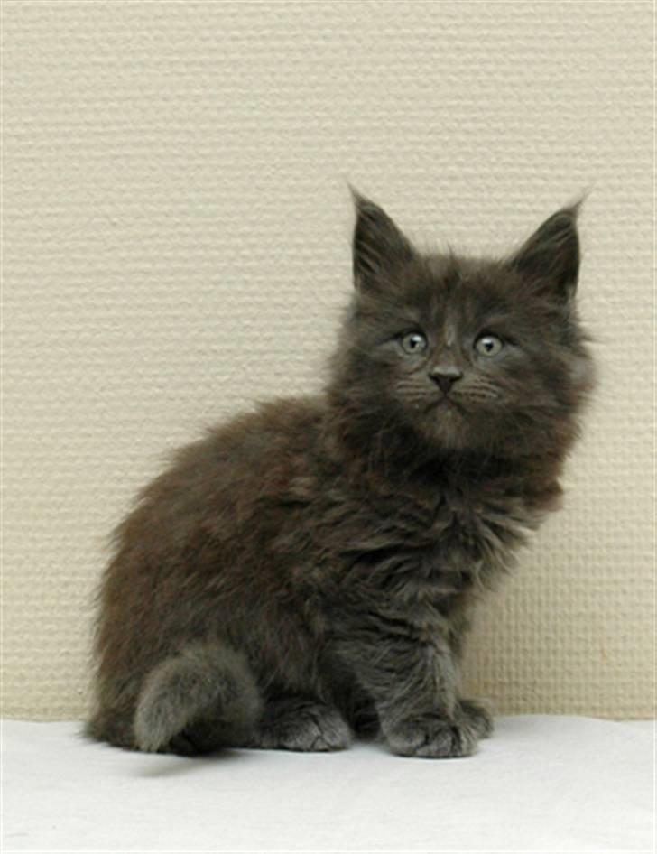 Maine Coon Samba Magic - Samba killingebarn billede 2