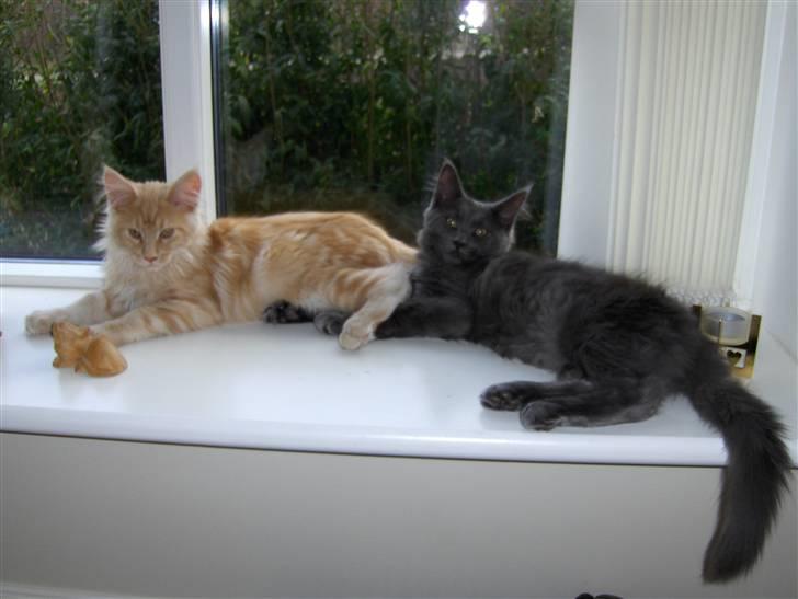 Maine Coon Samba Magic - Pyntegenstande i vinduet - Zooma og Samba billede 3