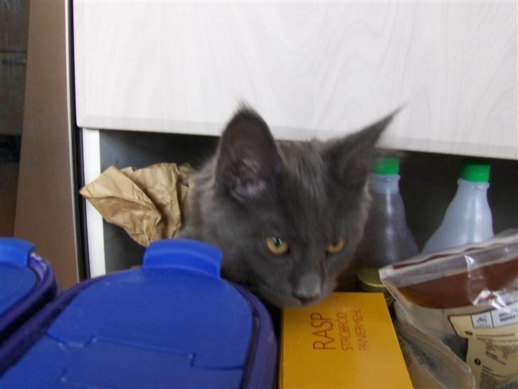 Maine Coon Samba Magic - En rigtig skabsmis billede 4