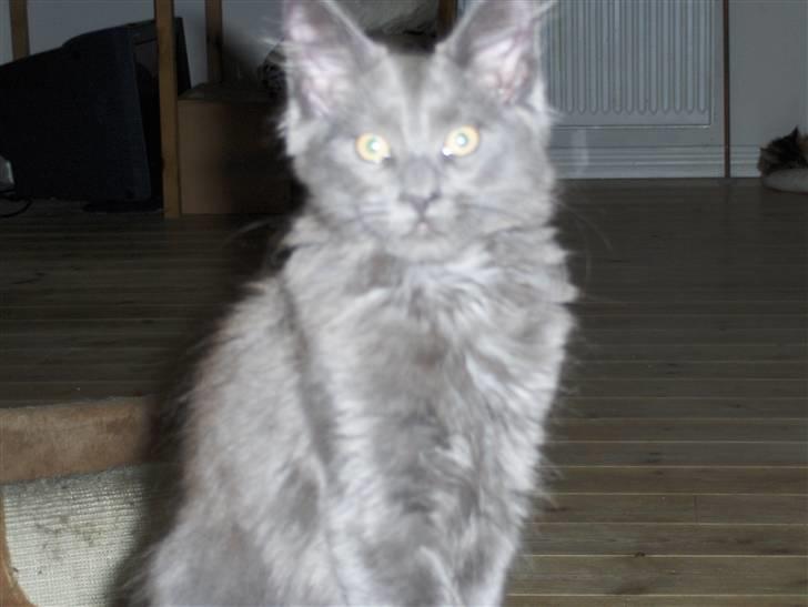 Maine Coon Samba Magic - Samba bliver flashet billede 5
