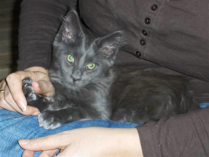 Maine Coon Samba Magic - Søde søde Samba billede 6