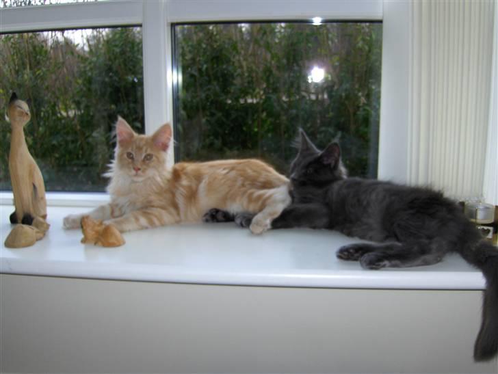 Maine Coon Zoomalude - Zooma og Samba efter de er flyttet ind hos os. billede 3