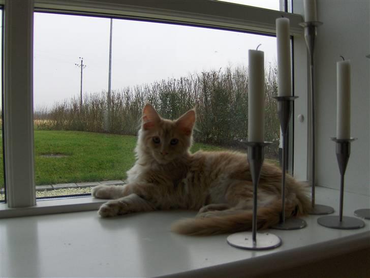 Maine Coon Zoomalude - Zooma fandt hurtigt en yndlingsplads i vinduet. billede 4