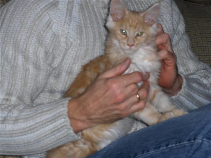 Maine Coon Zoomalude - Zooma sidder hos far billede 5