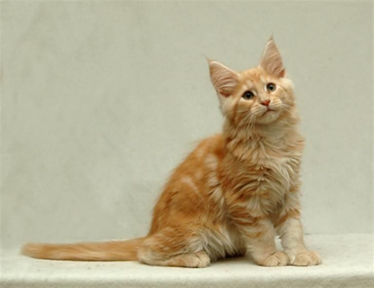 Maine Coon Zoomalude - En lille model-godte ham Zooma. billede 6