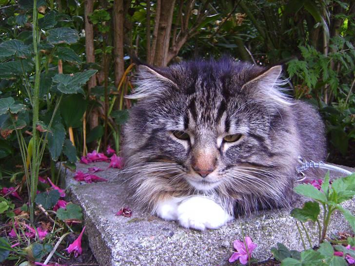 Norsk Skovkat Tarzan billede 16