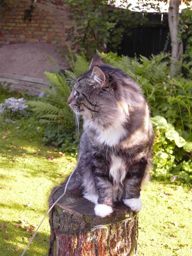 Norsk Skovkat Tarzan billede 17