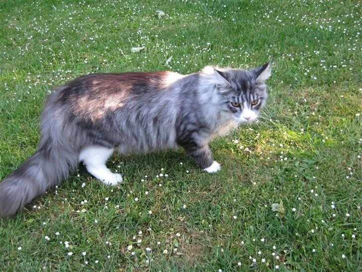 Maine Coon Anakin Skywalker - Spændende at være ude.. billede 4