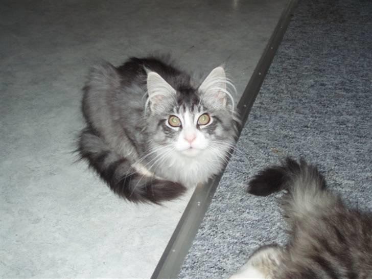 Maine Coon Anakin Skywalker billede 5
