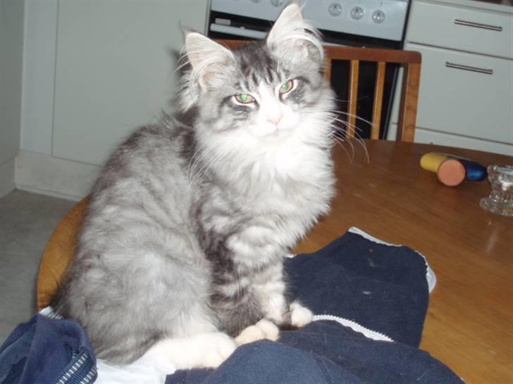 Maine Coon Anakin Skywalker billede 6