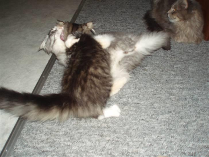 Maine Coon Anakin Skywalker billede 7