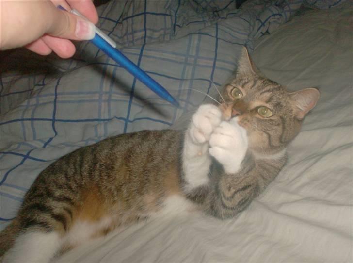 Huskat Mille billede 9