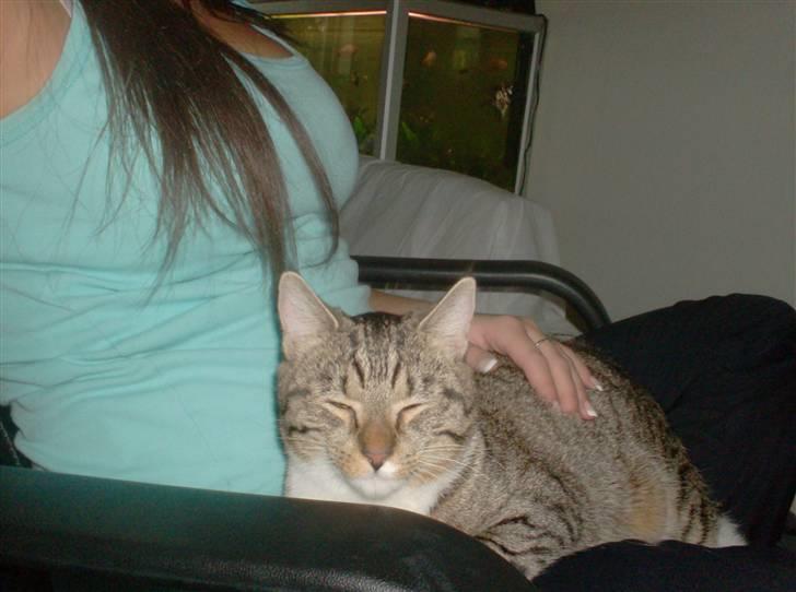 Huskat Mille billede 10