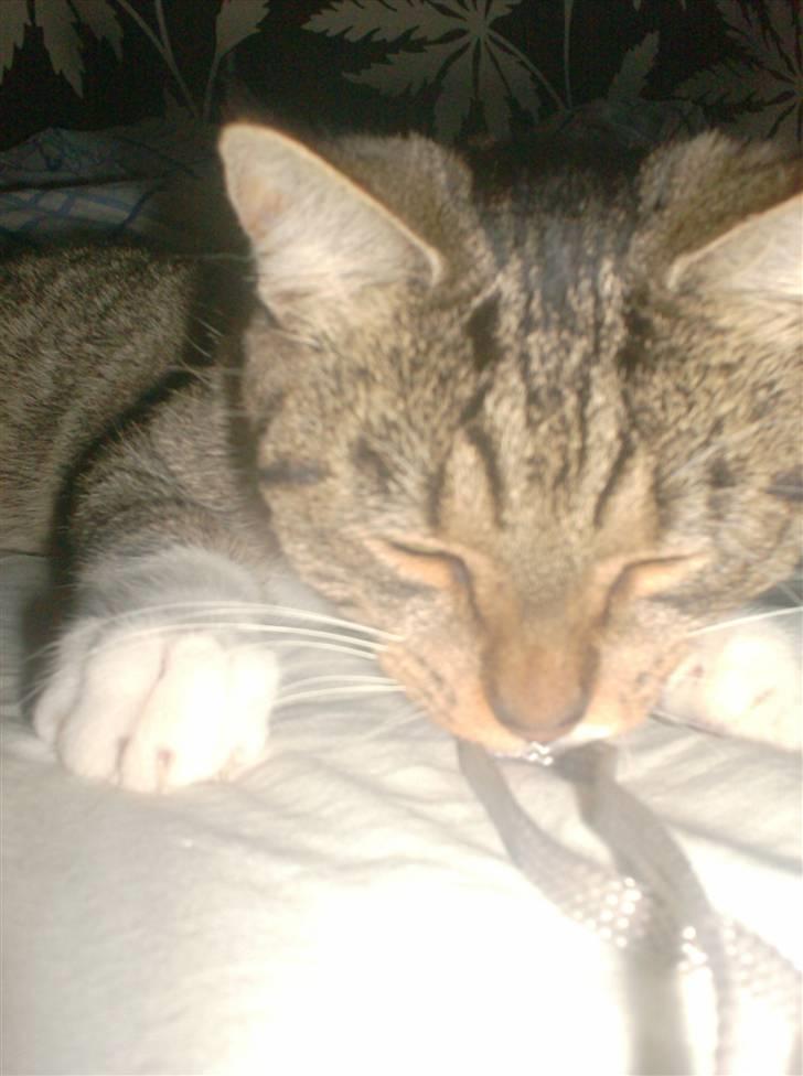 Huskat Mille billede 11