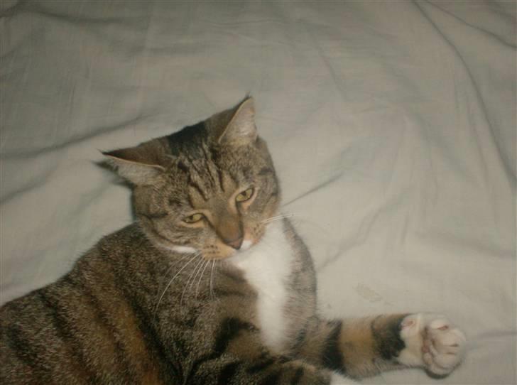 Huskat Mille billede 12