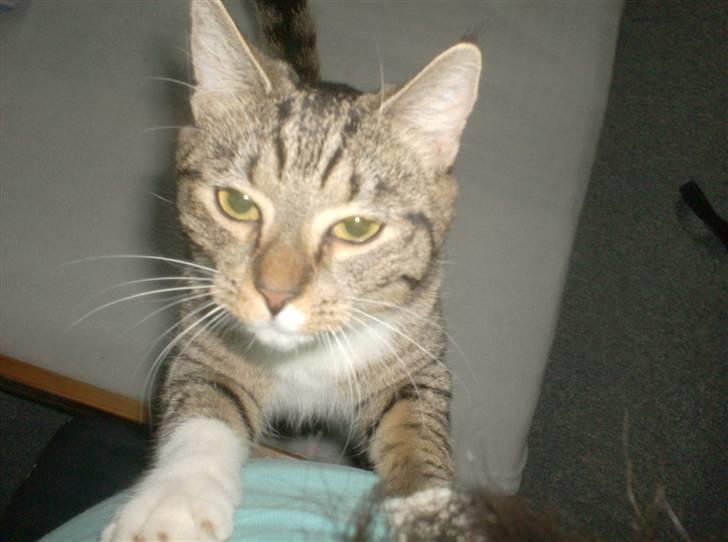 Huskat Mille billede 13