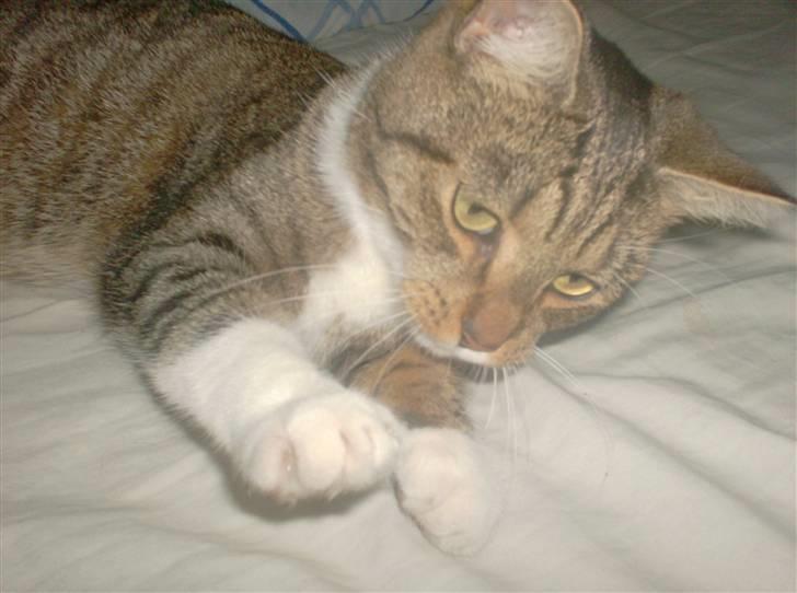 Huskat Mille billede 14