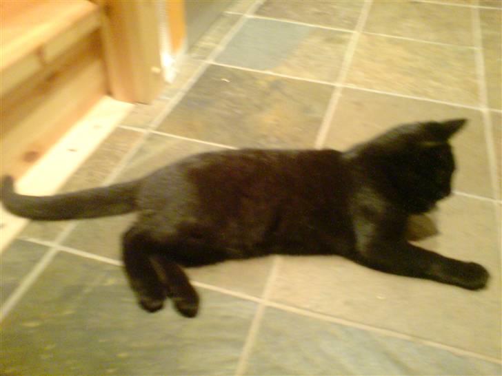 Huskat Gucci billede 4