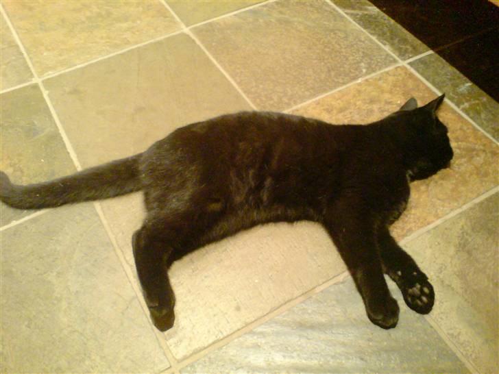 Huskat Gucci billede 5