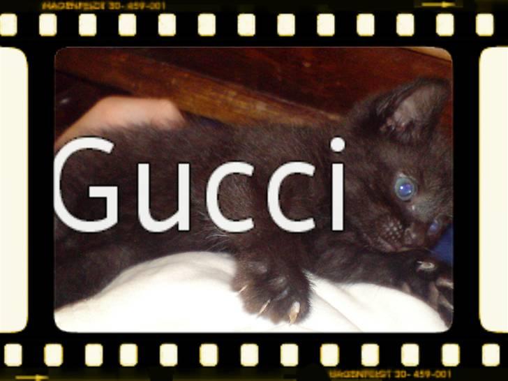 Huskat Gucci billede 6