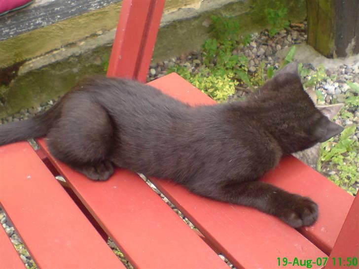 Huskat Gucci billede 7