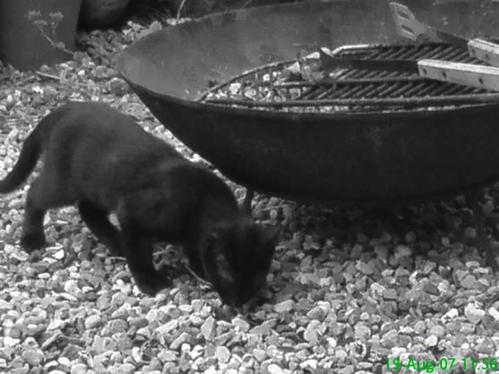 Huskat Gucci billede 8