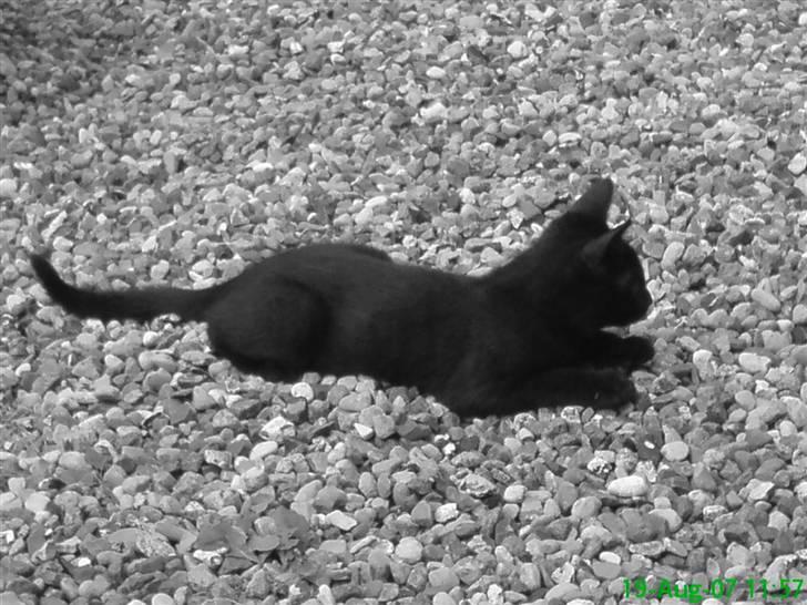 Huskat Gucci billede 9