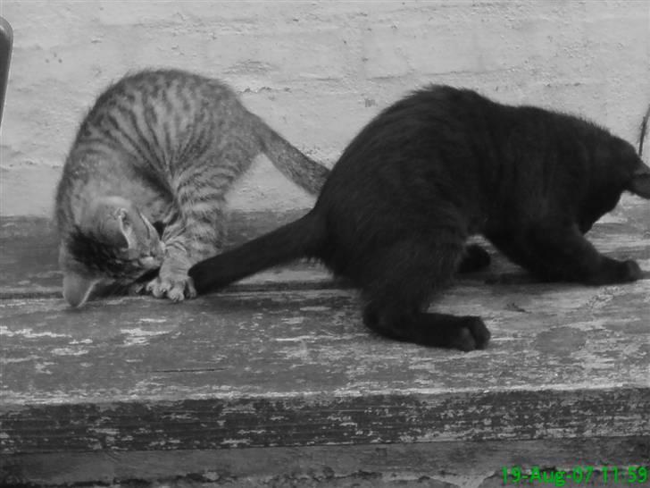 Huskat Gucci billede 10