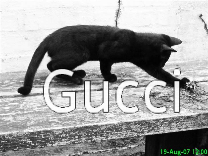 Huskat Gucci billede 11