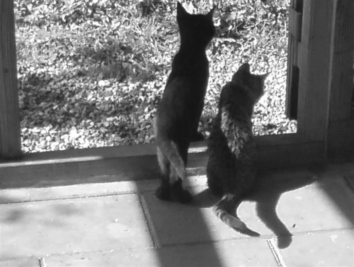 Huskat Gucci billede 13