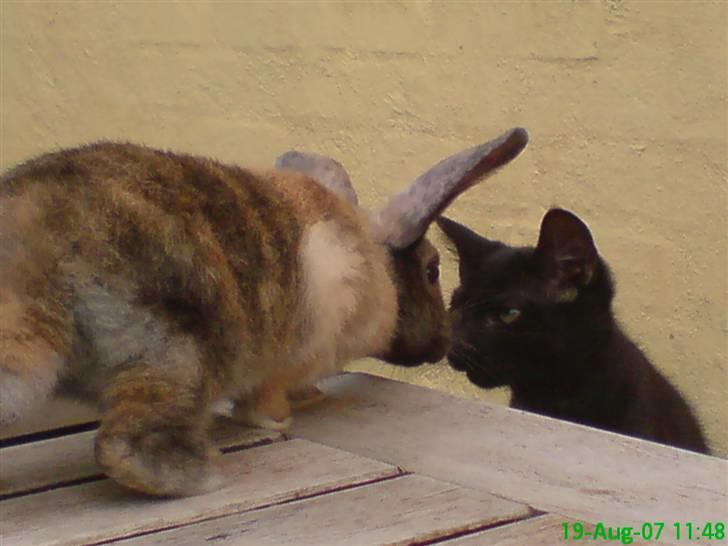 Huskat Gucci billede 14