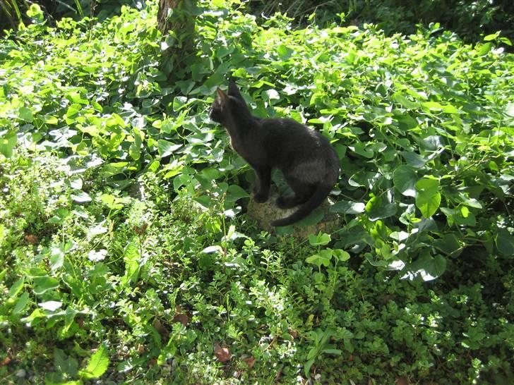 Huskat Gucci billede 15